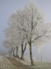 Bäume im Nebel am Dreiburgenblick