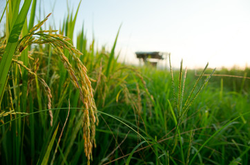 Rice spike in green field