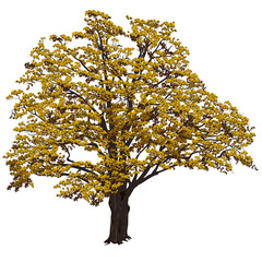 Big oak with yellow leaves in the color vector image
