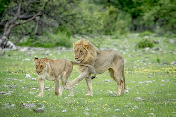 Mating couple of Lions in the grass.