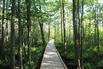 Fototapeta premium Man made path through a bog ecosystem 