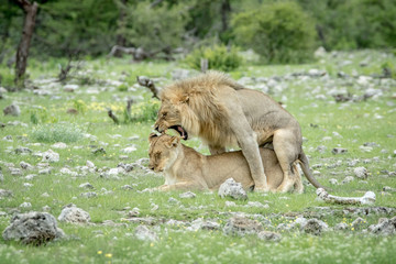 Lion couple mating in the grass.