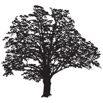 Oak tree silhouette with leaves in the black-and-white vector image