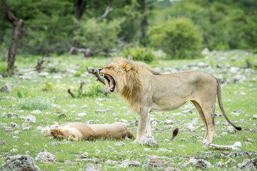 Mating couple of Lions in the grass.