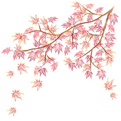 Japanese maple (Acer palmatum, fullmoon maple) branch with red leaves. Hand drawn vector sketch for greeting cards.
