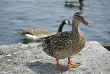 Female Mallard Duck on a Rock Beside the Lake