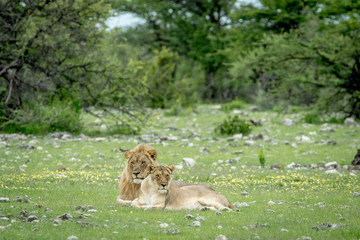 Mating couple of Lions in the grass.