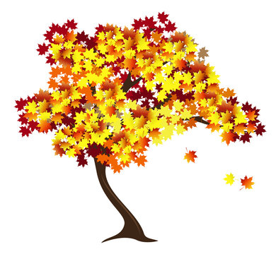 Autumn maple tree with red and yellow falling leaves. Hand drawn vector illustration isolated on white background for greeting card design.