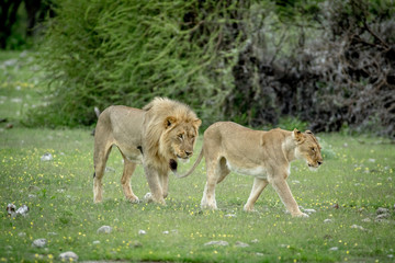 Fototapeta premium Mating couple of Lions in the grass.