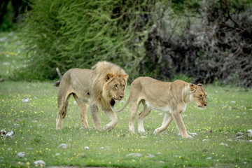 Fototapeta na wymiar Mating couple of Lions in the grass.
