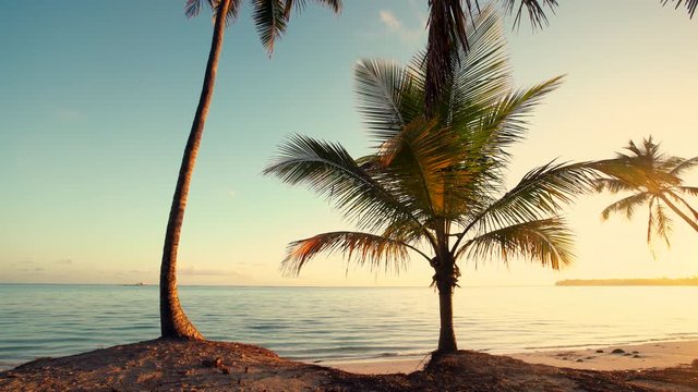 Sea sunrise and palm tree on the tropical island beach. Punta Cana. Dominican Republic