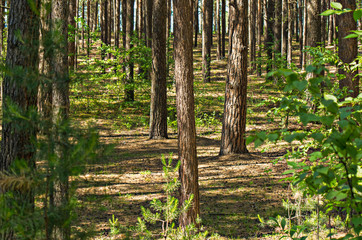 A sunny summer day in the pinewood looking uphill with lots of vertical tree trunks