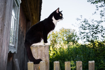 Black and white cat sits on wooden post near wooden village house.