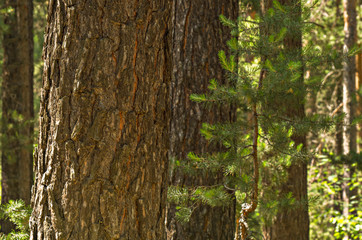 A pine trunk close-up with the pinewood at the background