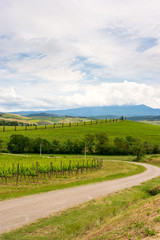 Fototapeta na wymiar Chianti vineyard landscape in Tuscany