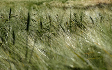 Obraz premium stye or wheat spikes