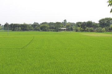 Green Paddy Filed in Bangladesh