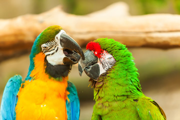 Parrots Ara