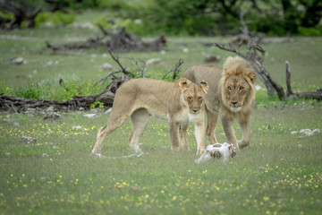 Mating couple of Lions in the grass.