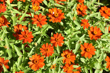 Zinia orange au jardin en été