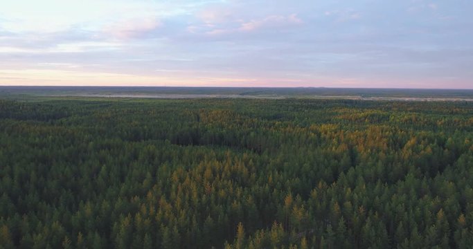 Flight above forest at sunset. Beautiful summer landscape.Aerial footage.