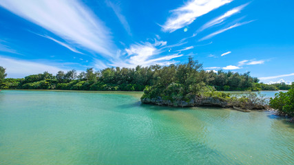 マングローブ MANGROVE