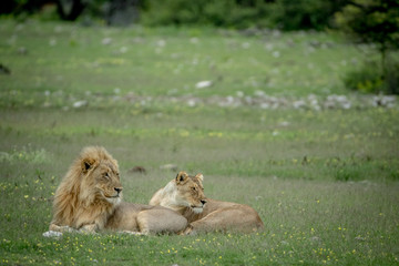 Mating couple of Lions in the grass.