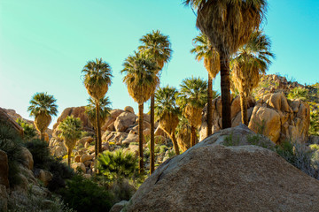 Lost Palms Oasis, Joshua Tree