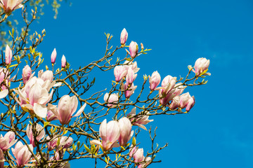magnolie i niebo - obrazy, fototapety, plakaty