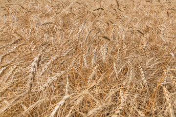 field ripe ears of wheat.