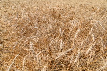 field ripe ears of wheat.