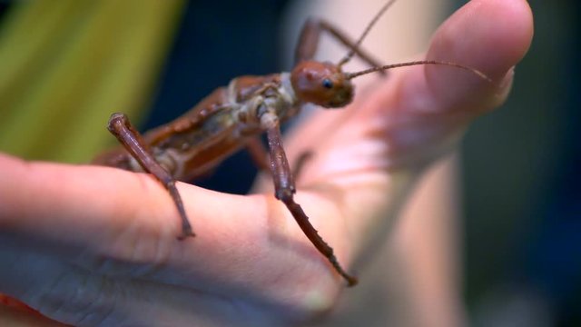 4K New Guinea Spiny Stick Insect, Eurycantha calcarata in Hands