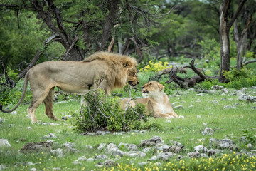 Naklejka na ściany i meble Mating couple of Lions in the grass.