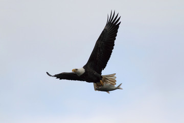 Adult Bald Eagle (haliaeetus leucocephalus)