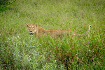 Lioness standing in the high grass.