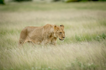 Lion walking in the high grass.