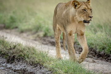 Lion walking in the sand in the Kalahari.