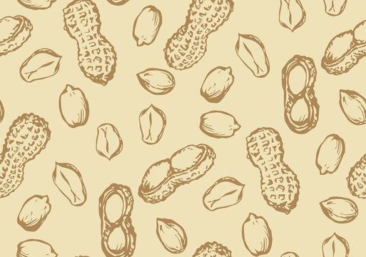 Peanut. Vector drawing