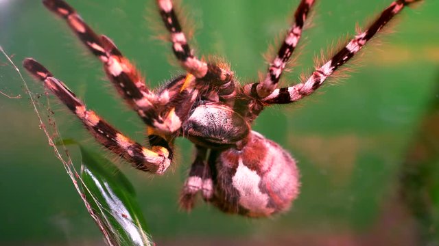 Large Tarantula Spider, Close Up Insect, Hairy Legs Macro Shot