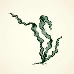 Seaweed. Vector drawing