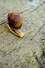 snail, shell, nature