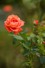 Photo: Georgina Chirbatdji