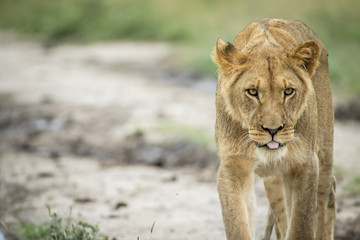 Lion walking towards the camera.