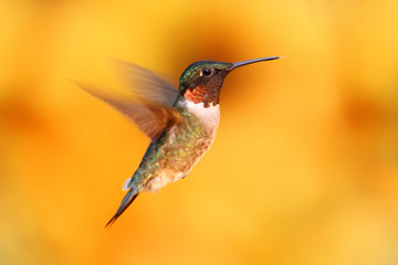 Fototapeta premium Koliberek rubinobrody w locie