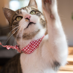 Photo: Georgina Chirbatdji