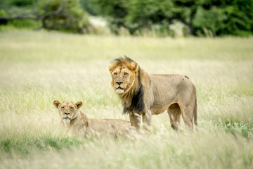 Lion mating couple in the grass.