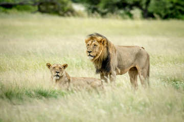 Lion mating couple in the grass.