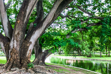 The big tree on the water in the garden is a natural ecosystem.