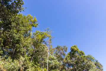 Tropical forest edge.