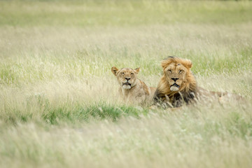 Lion mating couple in the grass.